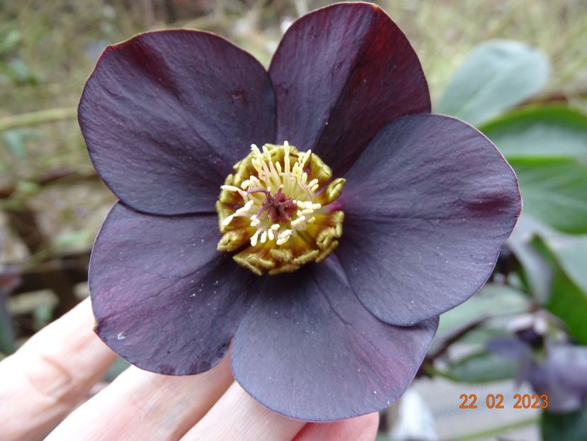 Black Diamond - Helleborus 2023