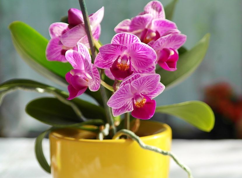 Mini Phalaenopsis sau „Little Lady” - Orhidee