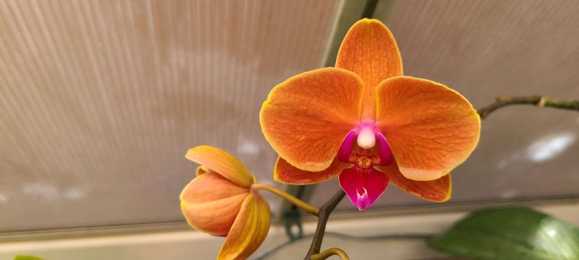 Phalaenopsis Charming Flamingo - Orhidee