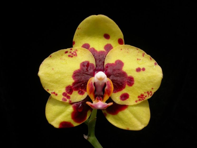 Phalaenopsis Charming Glow - Orhidee