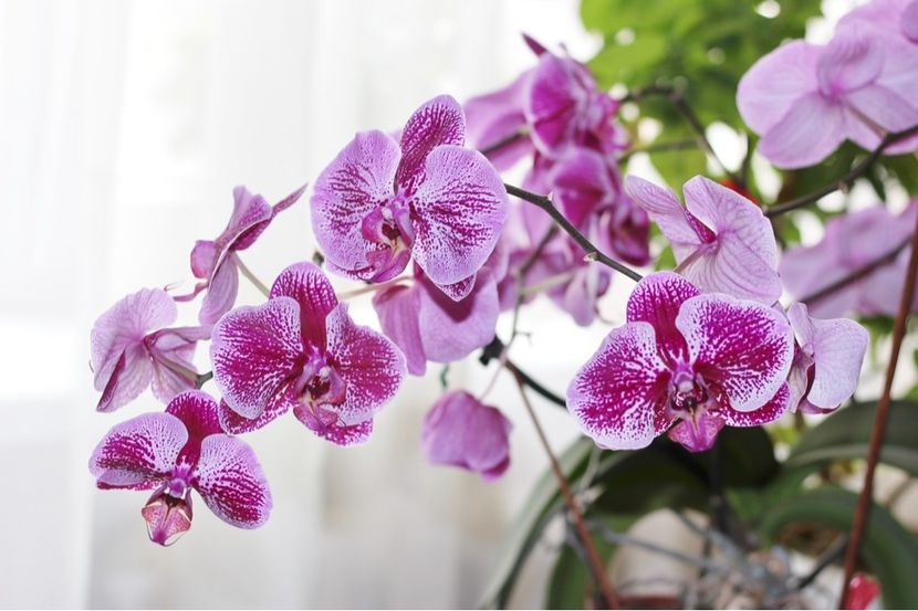 purple-moth-orchids - Orhidee