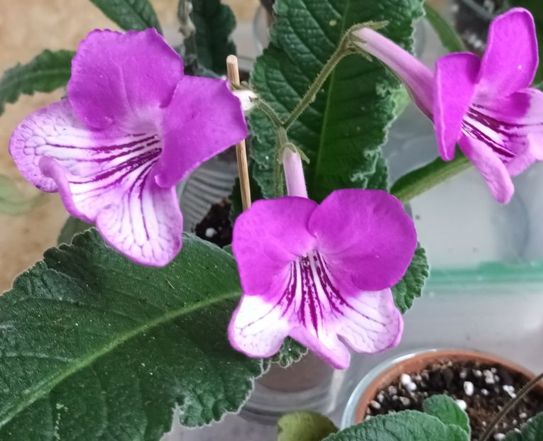  - STREPTOCARPUS