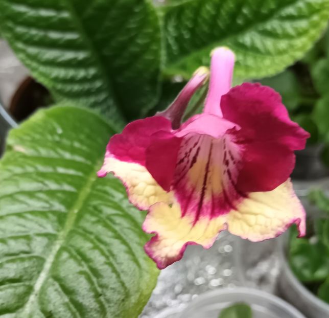  - STREPTOCARPUS