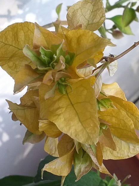 Aussie Gold - Bougainvillea