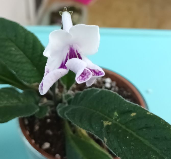  - STREPTOCARPUS