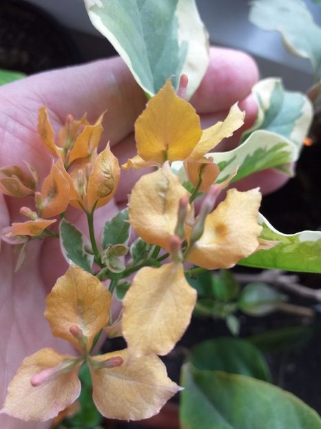 New Dawn - Bougainvillea