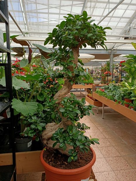 Img.2023.03.25 - Bonsai - Magazinul 2