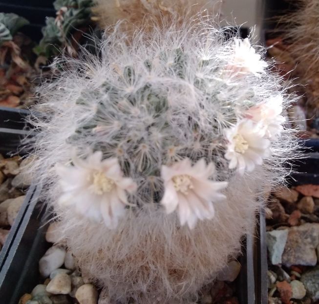 Mammillaria bocasana  - 2023