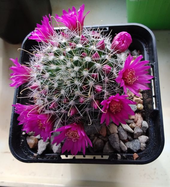 Mammillaria zeilmanniana - 2023