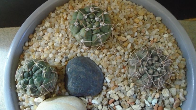  - Cactusi-Gymnocalycium 2022-23