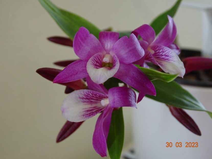 dendrobium Rainbow Dance - Orhidee