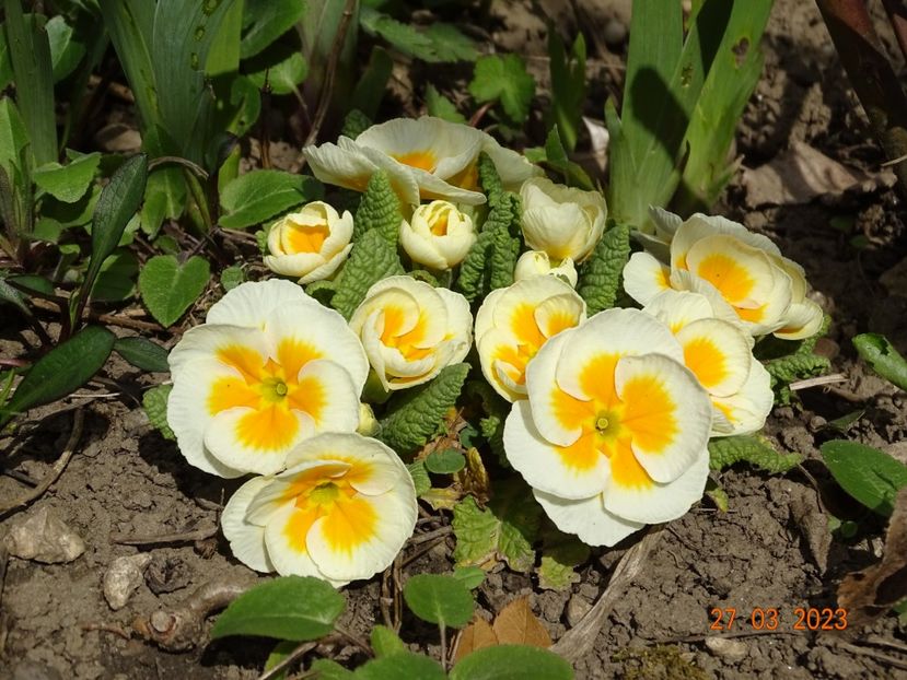 primula acaulis - Primule 2023