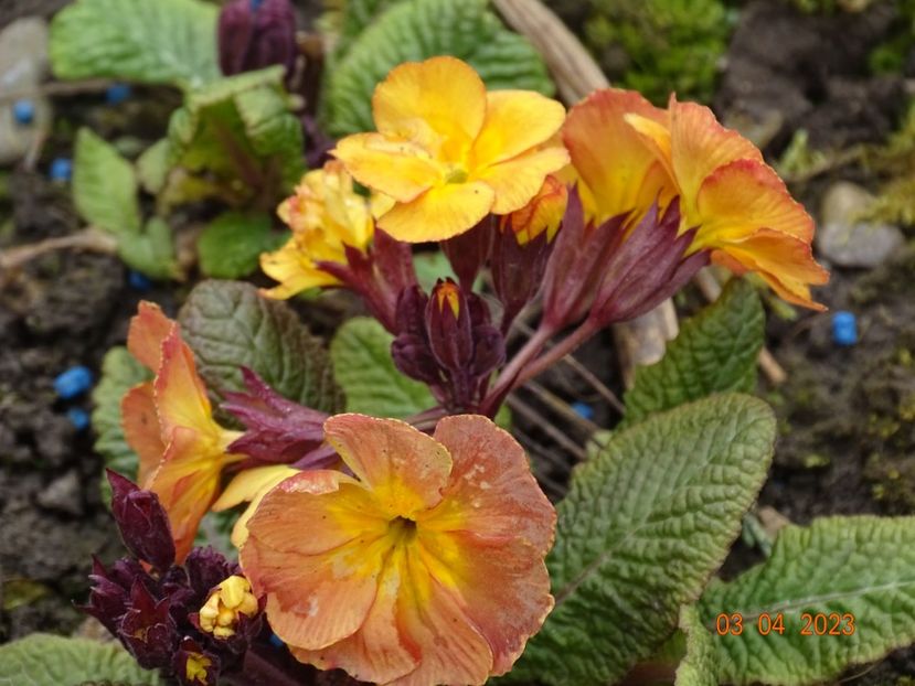 primula elatior Gold Nugget - Primule 2023