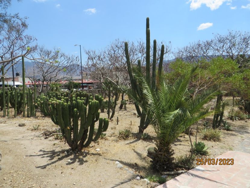  - 4 Monte Alban - Mitla