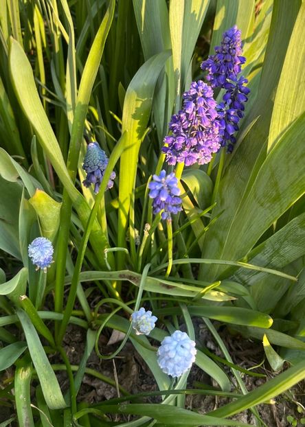 7A3C2634-73F5-4859-A8B3-92326AE3BE44 - Muscari 2018 2021