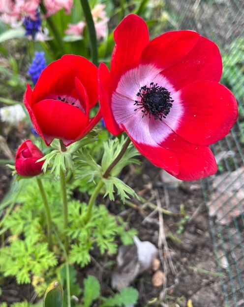 BE0F634F-8277-4C0B-9709-5E10D778633A - Anemone