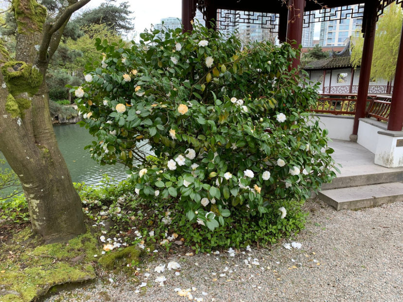  - Dr Sun Yat Sen Classical Chinese Garden