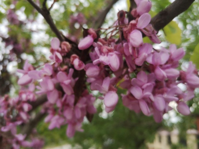 cercis - arbori ornamentali 2023