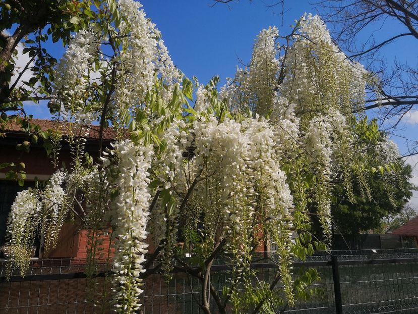 wisteria alba shiro-noda - arbori ornamentali 2023