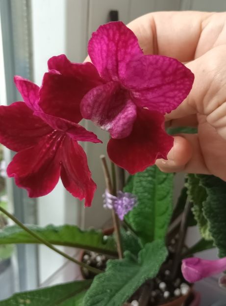  - STREPTOCARPUS