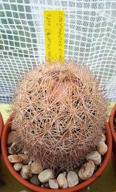  - Coryphantha echinus