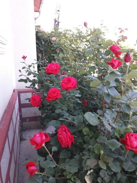  - Trandafiri in gradina mea