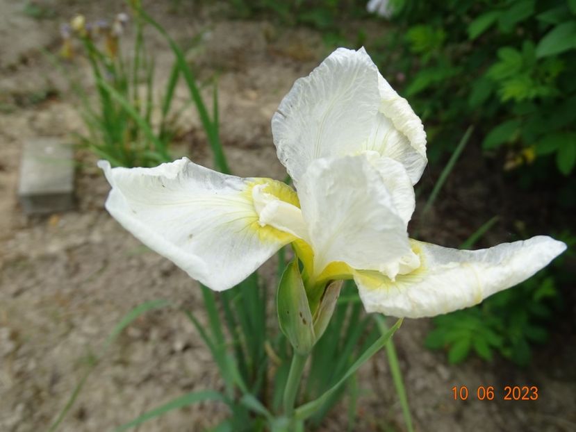 iris sibirica White Swirl - Irisi si bujori 2023 2