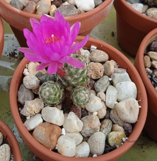  - Mammillaria saboae GCG s n multiheaded