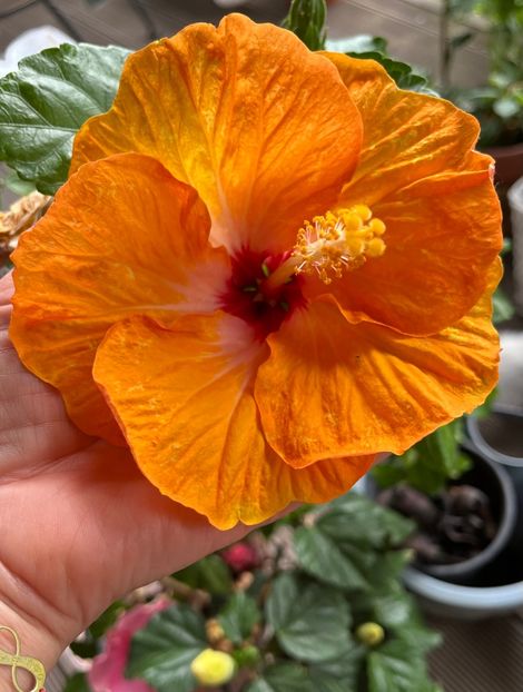 0053E7D1-D4F9-4103-A525-5DE504039398 - Hibiscus