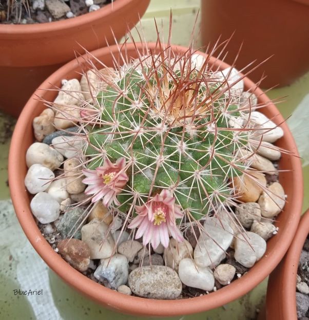  - Mammillaria johnstonii SB0432