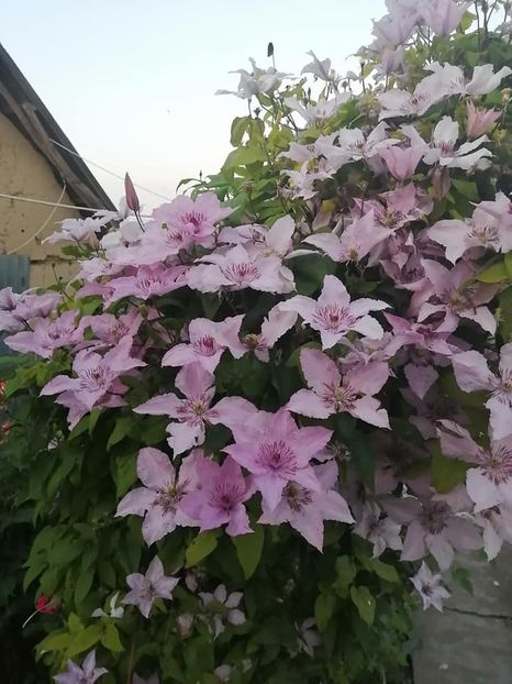 clematis 3 - CLEMATIS