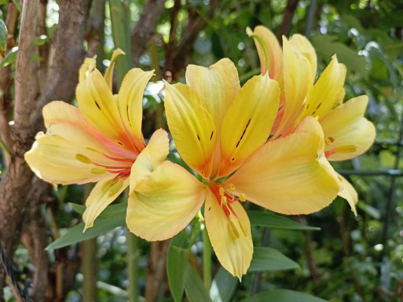 Alstroemeria Summer Samba - Grădina 2023 continuare 4