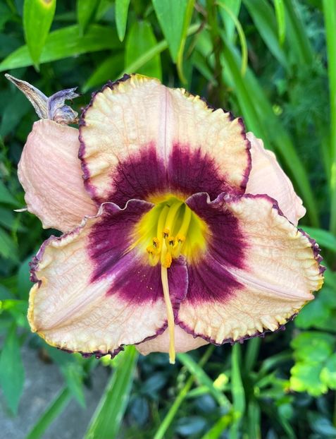 6D77F05A-48A9-44AA-90F0-CCE52F45F4AF - Hemerocallis 20 23