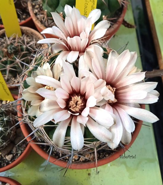  - Gymnocalycium mostii ssp bicolor