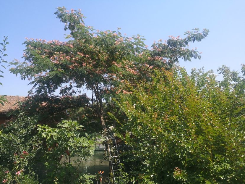 albizia - arbori ornamentali 2023