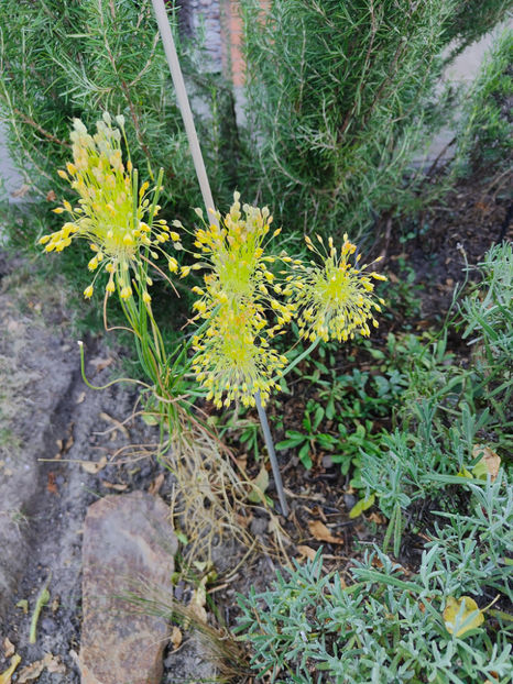 allium flavum - Gradina si terasa PrimaLuce__10-Hello 2023