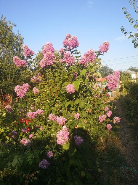 Lagerstroemia mov Powhatan - arbori ornamentali 2023