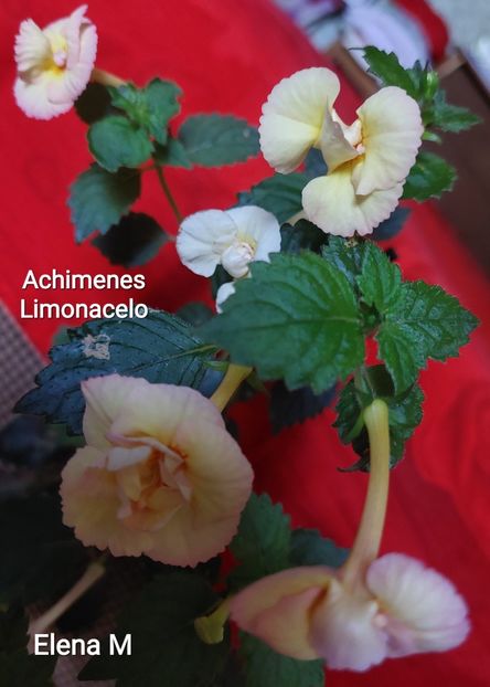  - 2023 - Achimenes