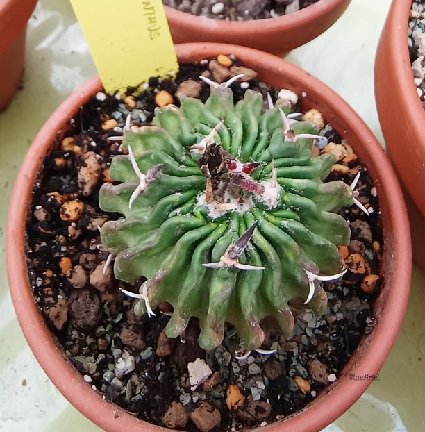  - Echinofossulocactus pentacanthus