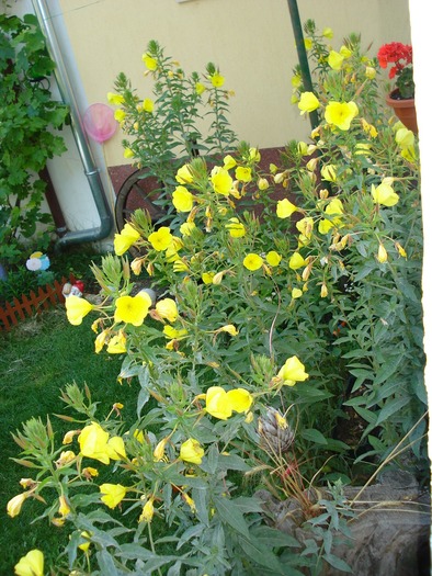 Oenothera biennis "Evening Star" - Gradinuta mea 2009-2010