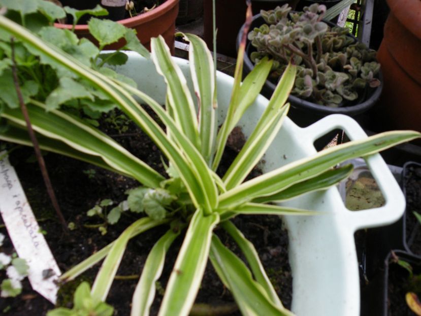 clorophytum 15 - Plante disponibile in toamna 2023