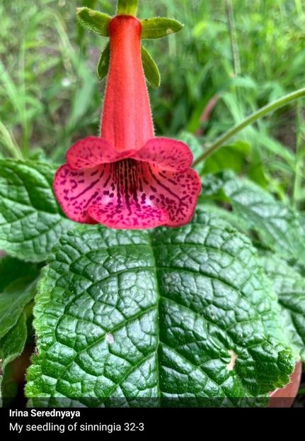  - Din gradina altor iubitori de floricele