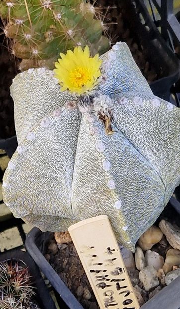 Alt Astrophytum myriostigma - Astrophytum