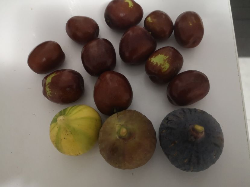 Panache,Simian,Brogiotto nero - arbori fructiferi 2023