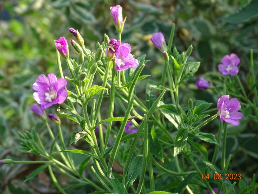 epilobium hirsutum - Dobarland 2023 5