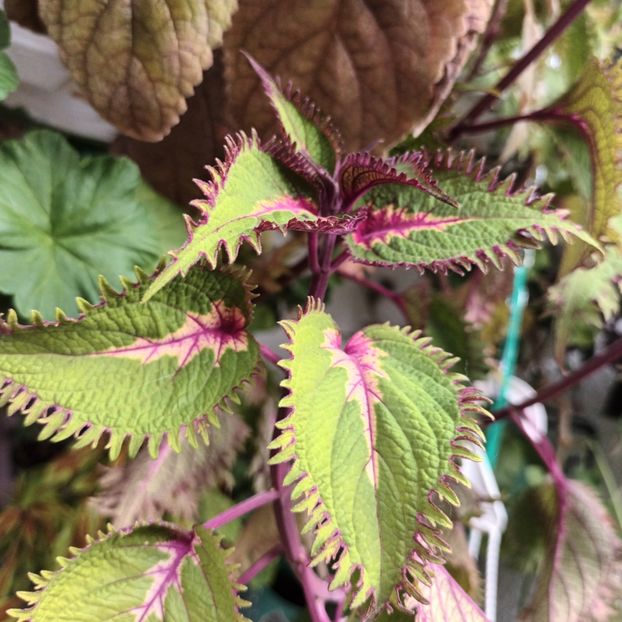  - Coleus