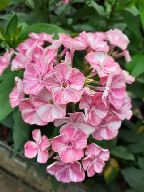  - 0 Phlox paniculata primavara 2023 plant-shop