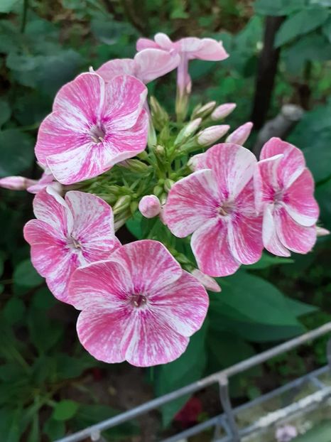  - 0 Phlox paniculata primavara 2023 plant-shop