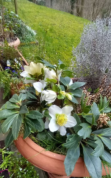  - Helleborus - Spanz