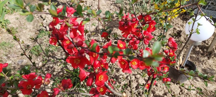 Chaenomeles rosu intens _ - A Arbusti pomi decorativi și fructiferi urcatoare de vanzare